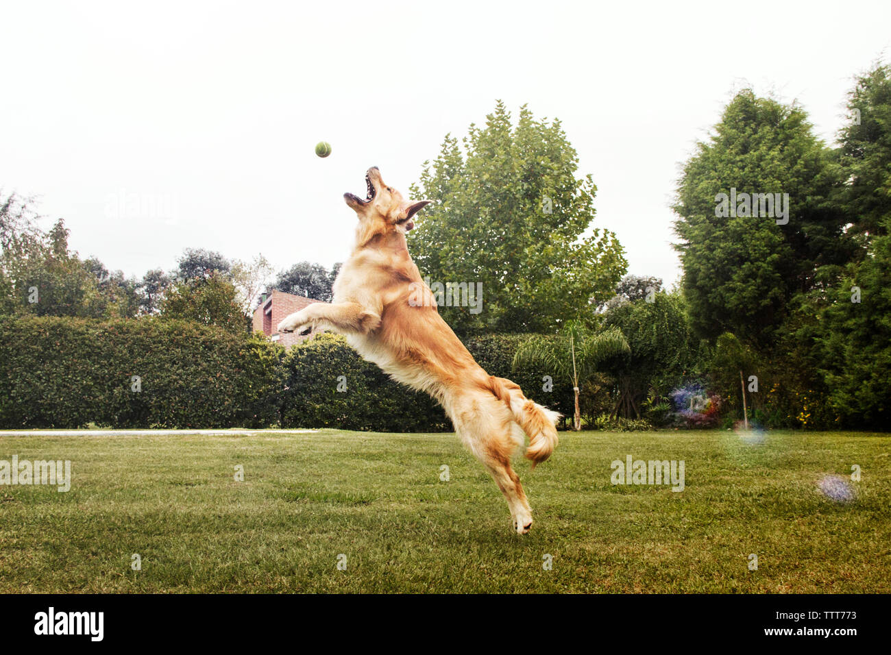 Golden Retriever Playing with ball on grassy field at park Banque D'Images