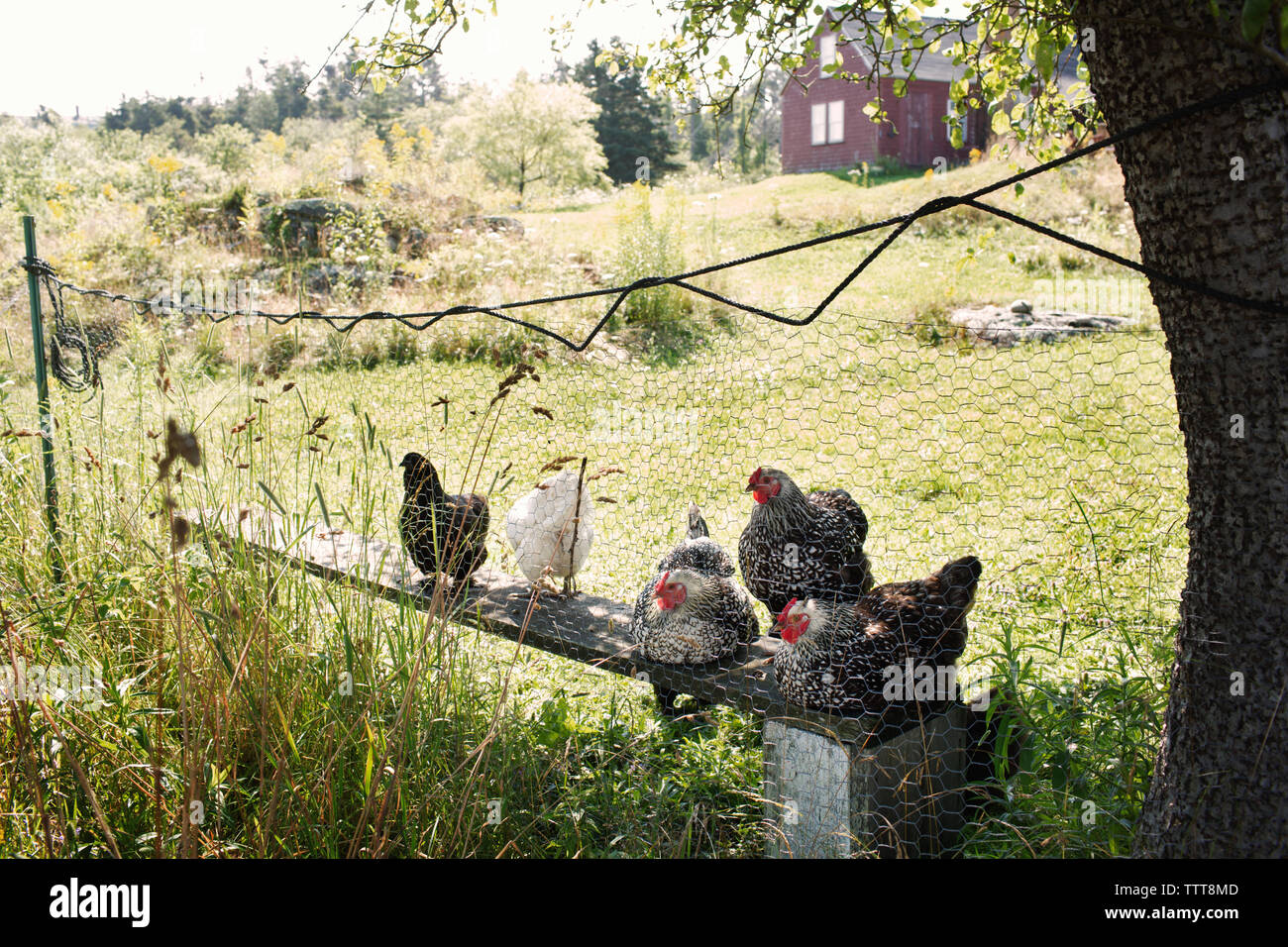 Poules de détente sur banc vu par clôture à farm Banque D'Images Poules de détente sur banc vu par clôture à farm Banque D'Images