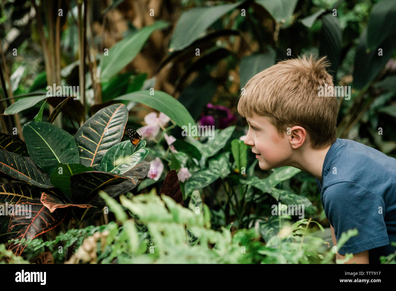 Boy looking at papillon sur usine à gaz à effet de Banque D'Images