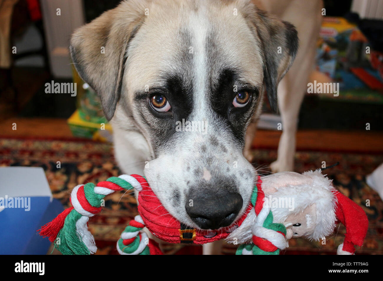 Close-up portrait of dog exerçant son jouet dans la bouche du père Noël à la maison Banque D'Images