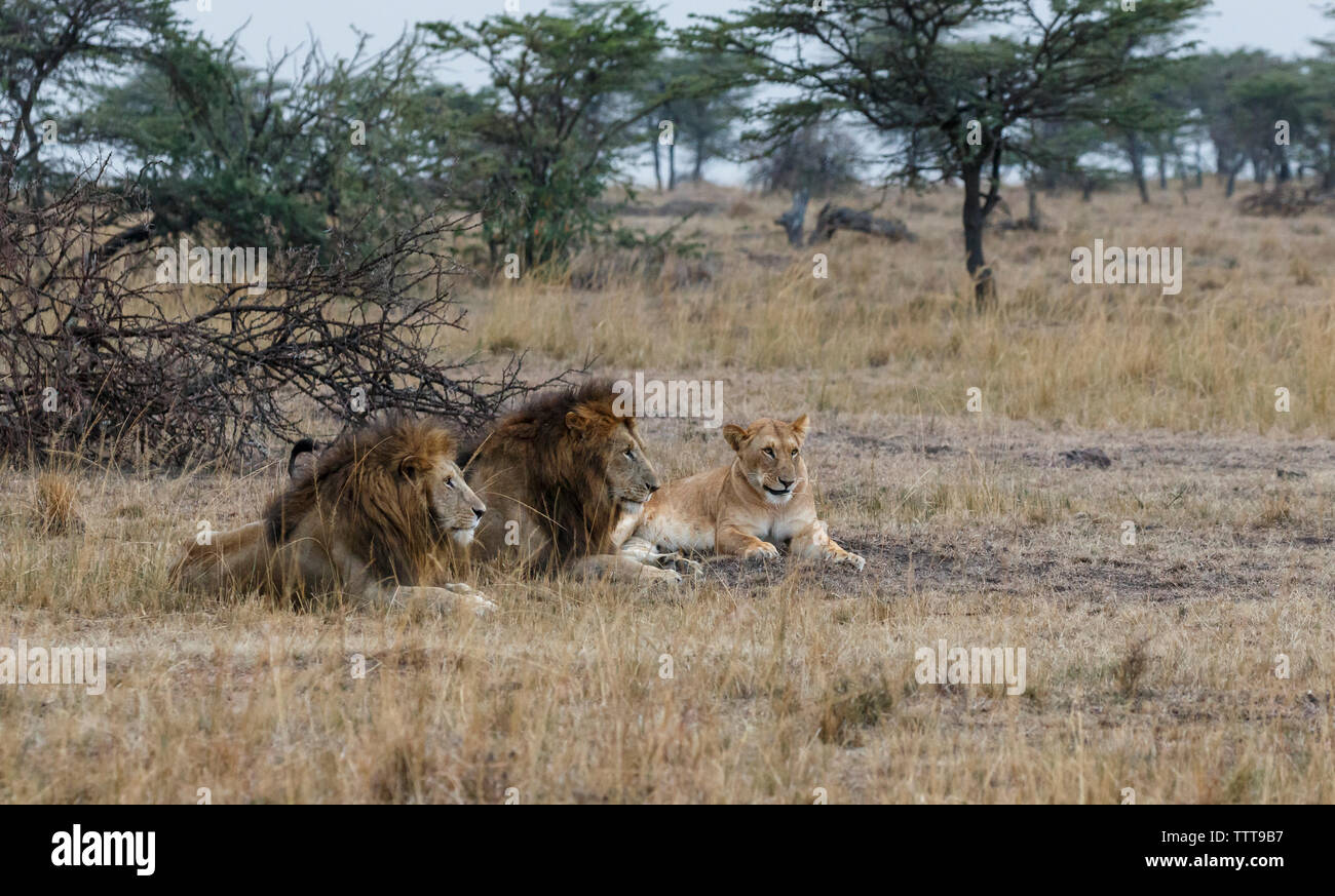 Les Lions assis sur les champs à Masai Mara National Reserve Banque D'Images