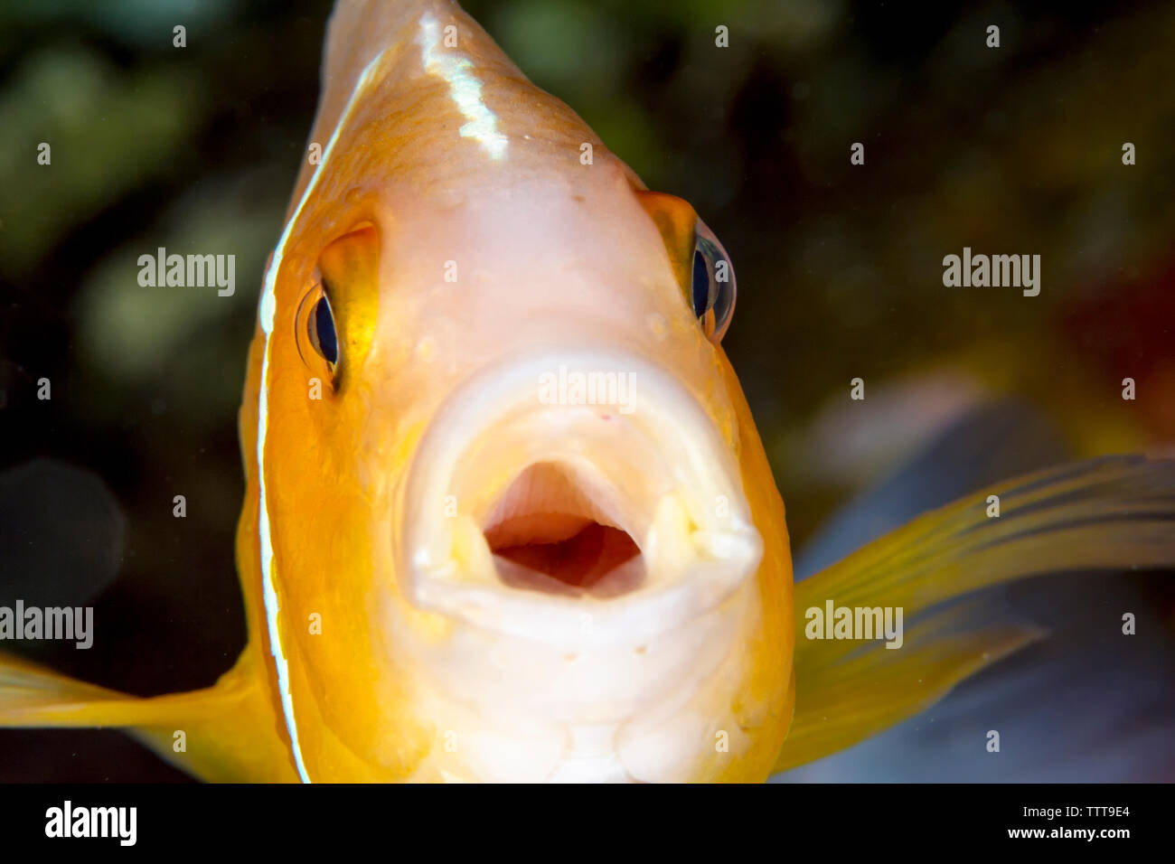 Close-up of pink poisson clown (amphiprion perideraion) underwater Banque D'Images