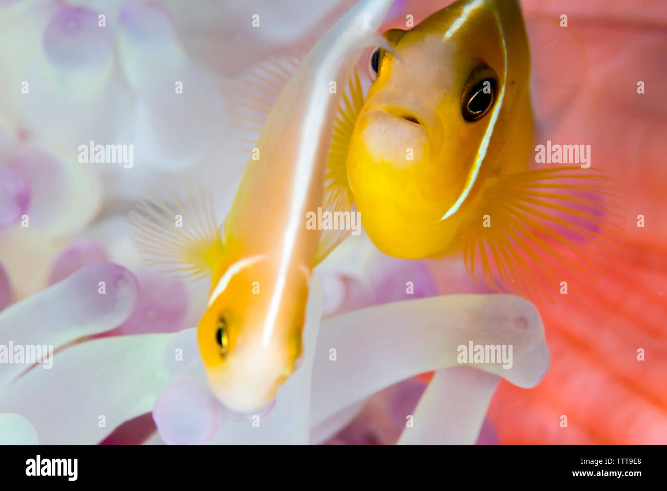 Poisson clown rose magnifique au milieu de la natation sous-marine anémone de mer Banque D'Images