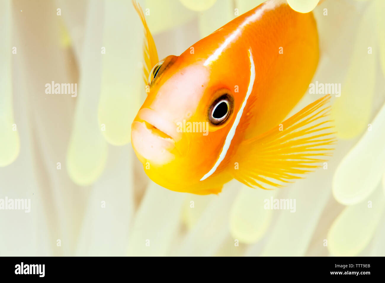 Poisson clown (amphiprion perideraion rose) piscine au milieu d'anémone de mer magnifique Banque D'Images