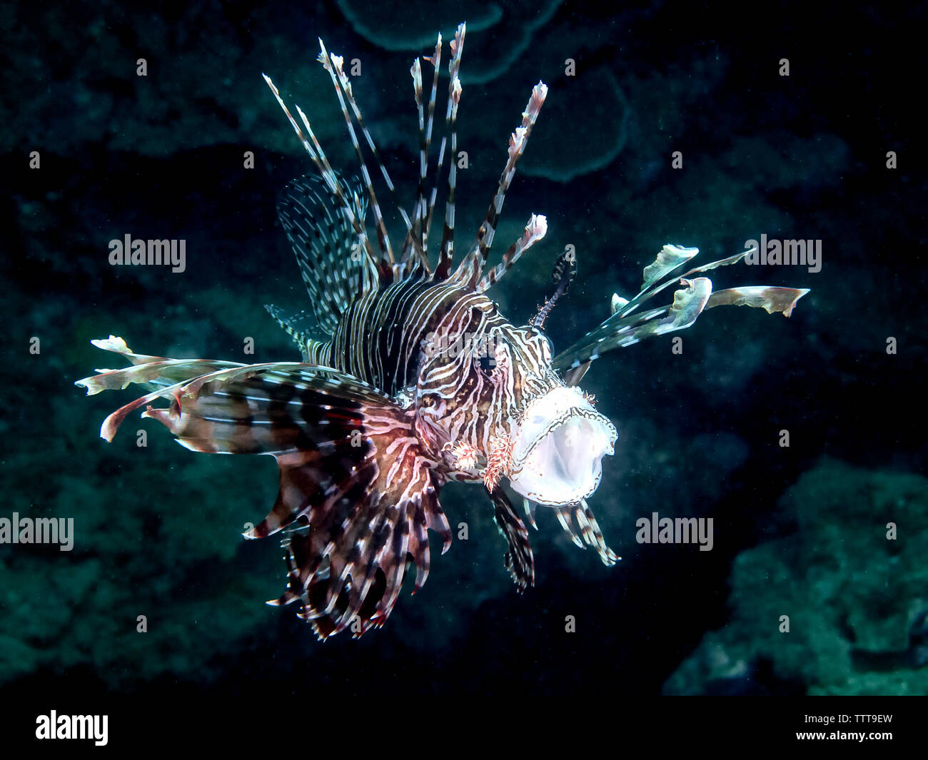 Close-up de poissons lion swimming underwater Banque D'Images