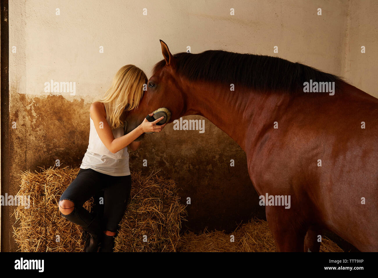Woman brushing horse stable en Banque D'Images
