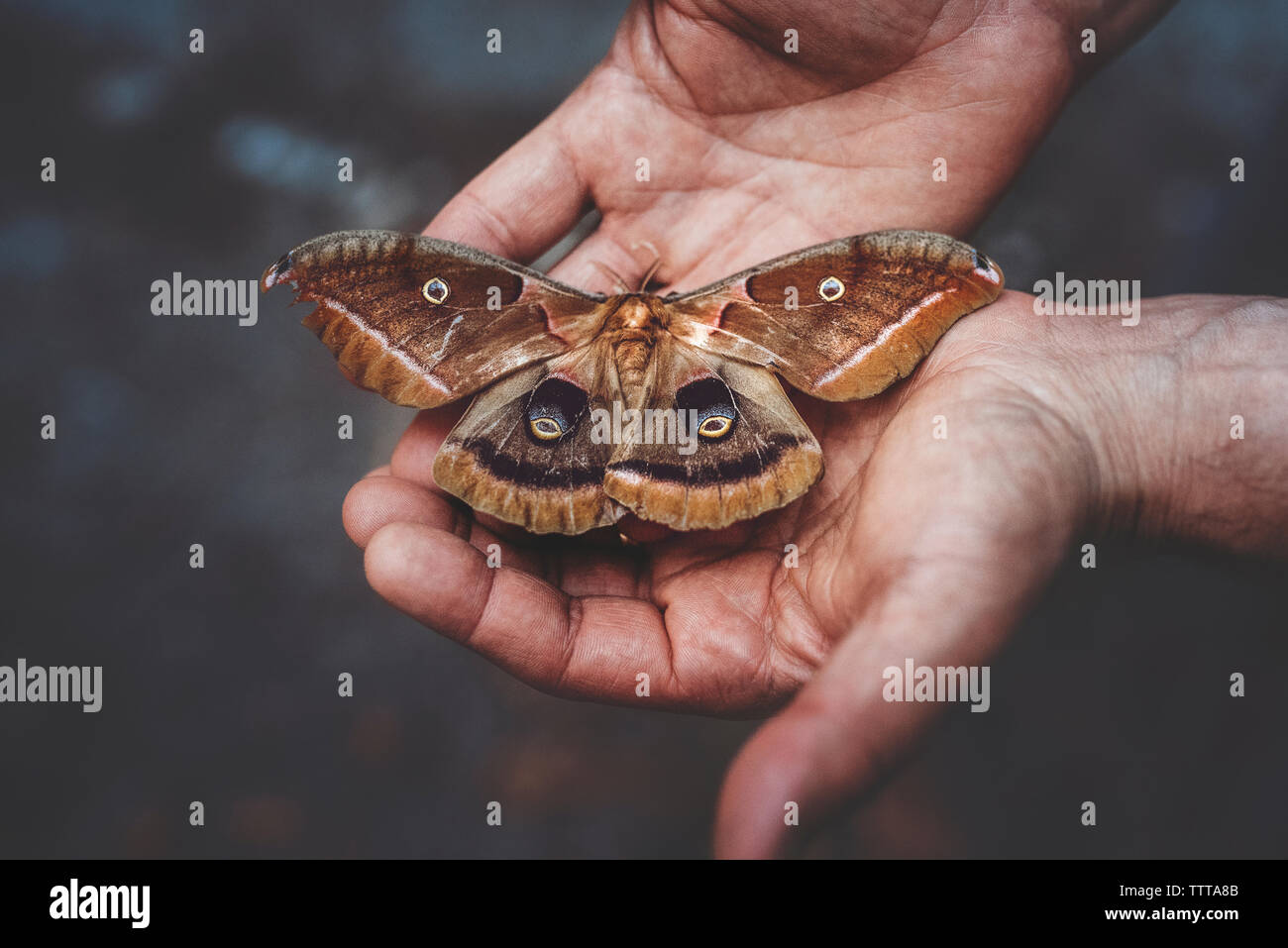 Portrait de l'homme papillon holding hands Photo Stock - Alamy