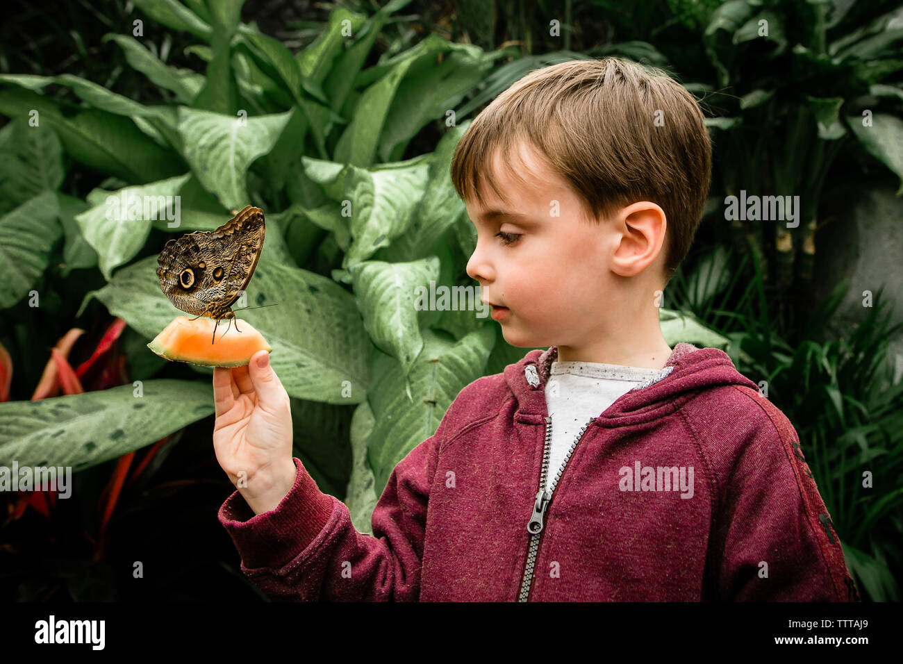 Boy holding papillon sur cantaloupe slice debout contre des plantes Banque D'Images