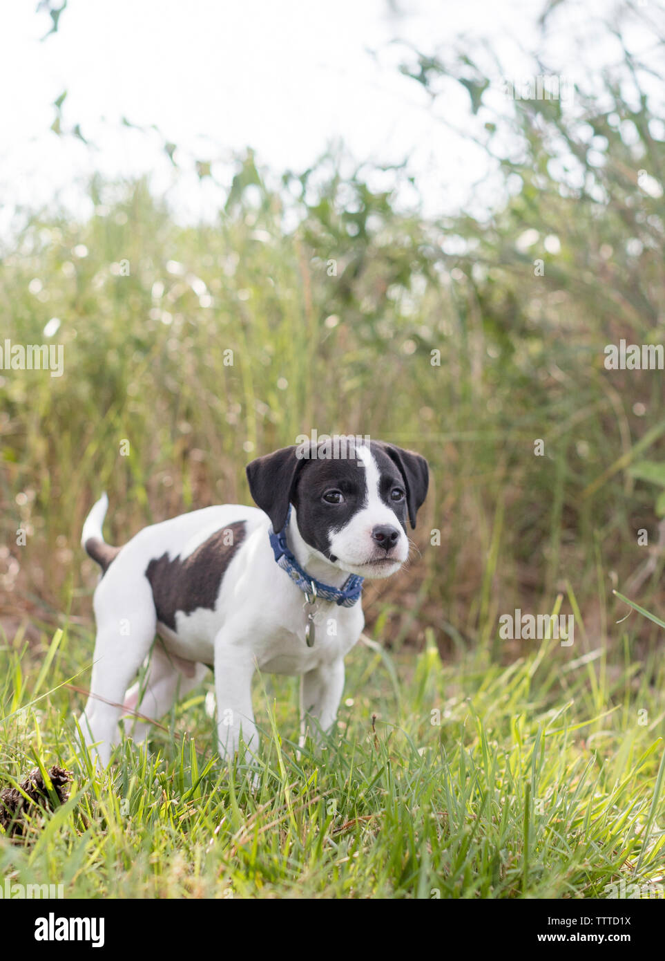 Chiot avec les oreilles tombantes dans l'herbe Banque D'Images