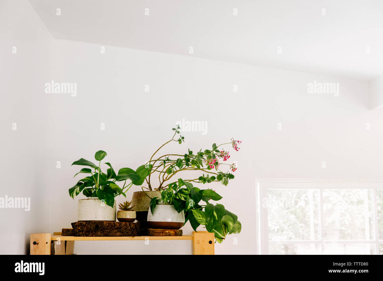 Plantes en pot sur la tablette contre mur blanc Banque D'Images