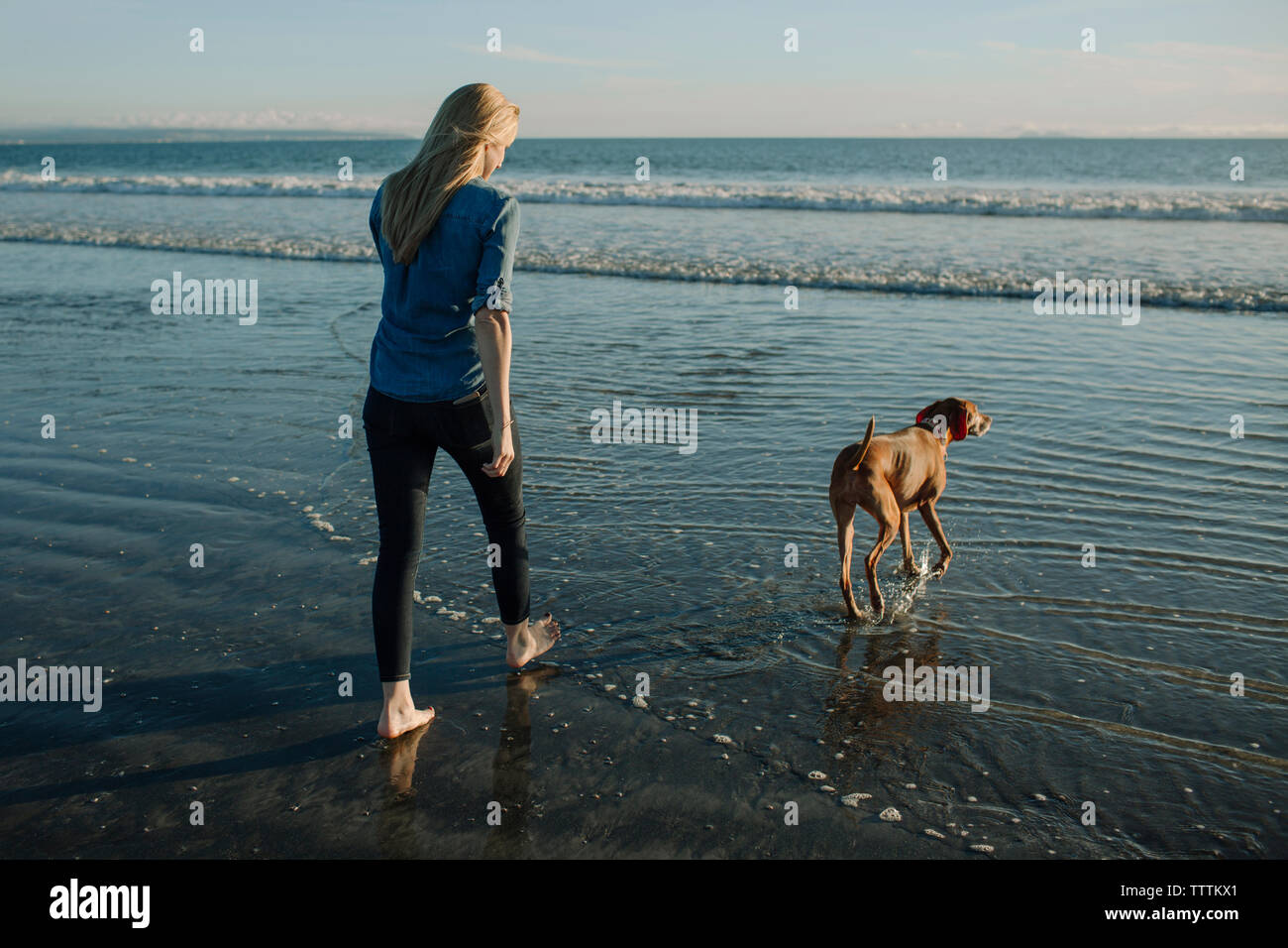 Rear view of woman walking with dog vers ciel contre la mer sur le rivage Banque D'Images