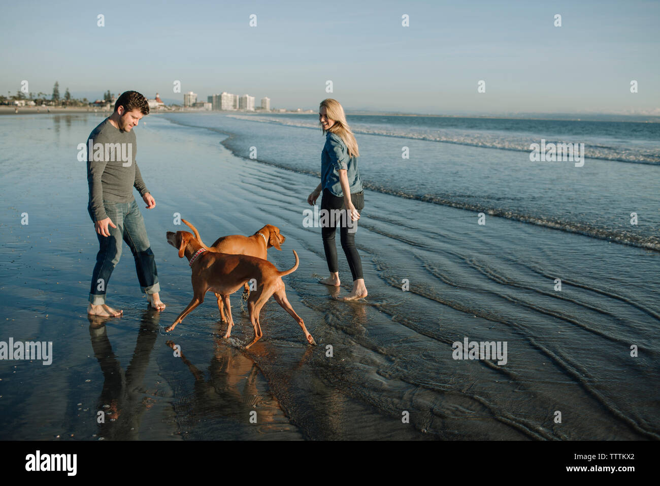 Jouer avec deux chiens en se tenant sur le rivage à la plage pendant le coucher du soleil Banque D'Images