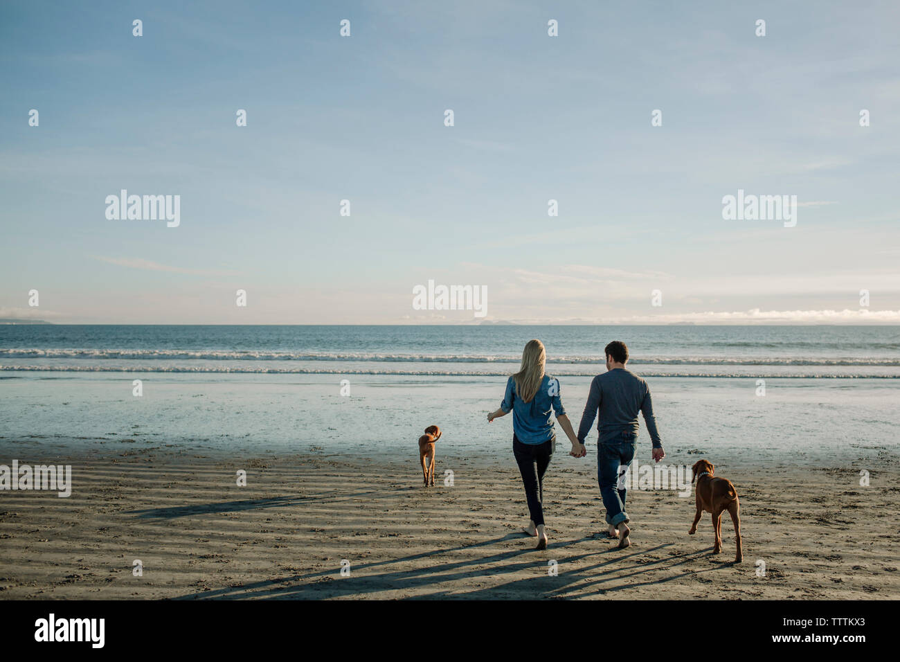 Vue arrière du couple holding hands en marchant avec des chiens vers mer contre sky at beach Banque D'Images
