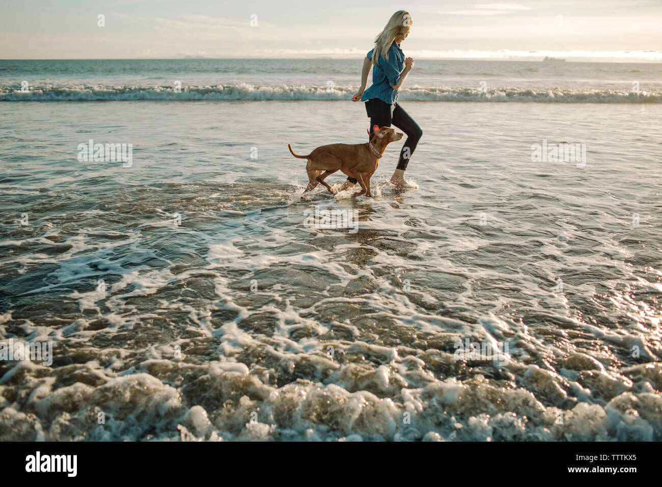 Femme espiègle tournant avec chien dans les vagues sur le rivage à la plage pendant le coucher du soleil Banque D'Images