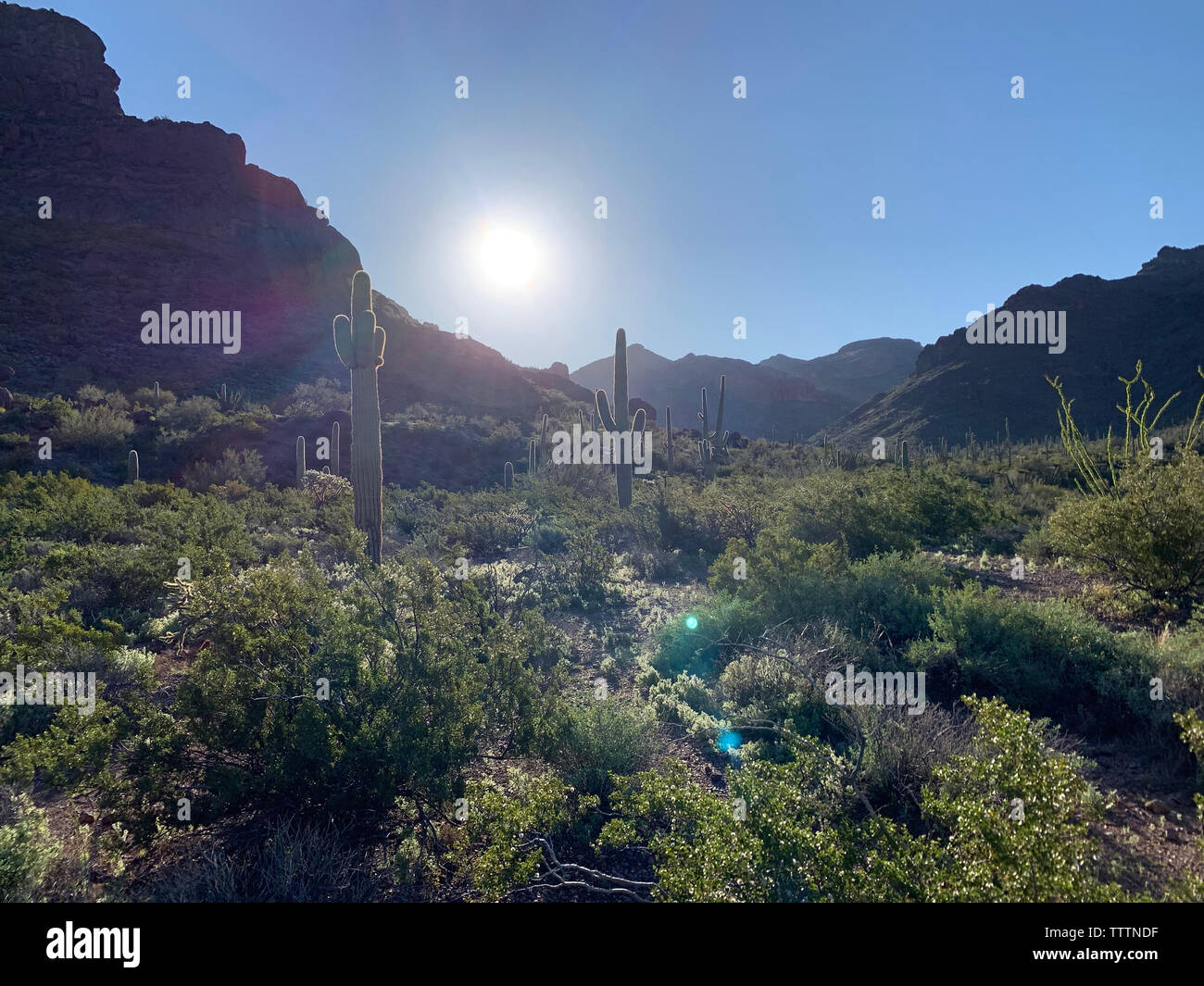 Un matin tôt au printemps sur le sentier dans l'Alamo, Canyon, Monument National Cactus tuyau d'orgue, dans le sud-ouest de l'Arizona. Banque D'Images