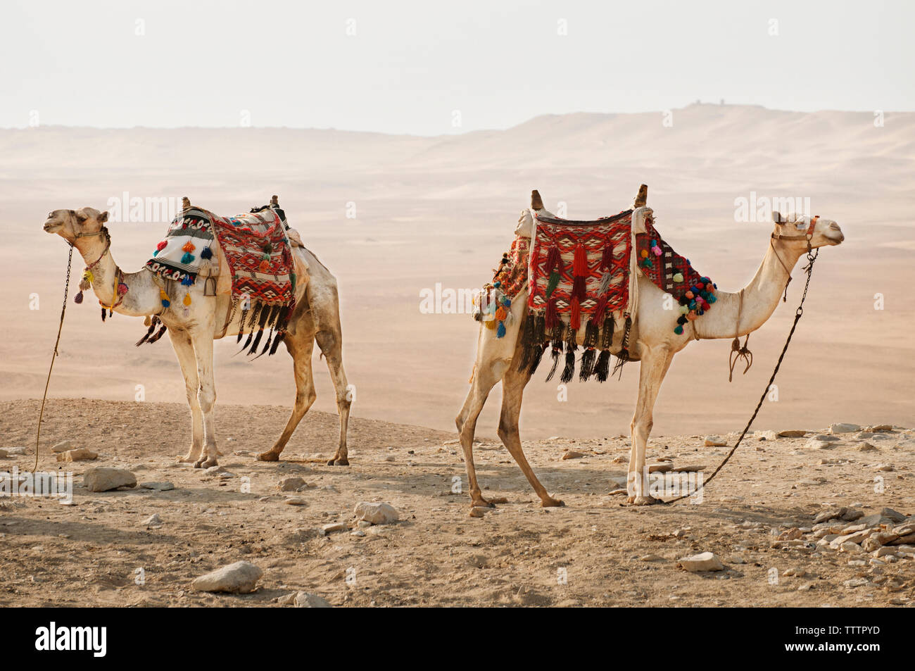 Vue latérale des chameaux debout sur desert Banque D'Images