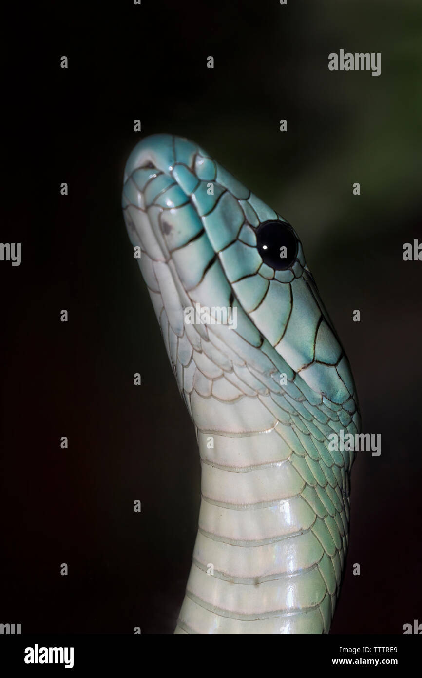 Jameson's mamba (Dendroaspis jamesoni), un très alerte, nerveux, et extrêmement agile serpent Banque D'Images