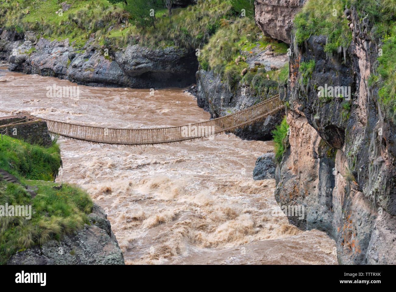 Queshuachaca (Q'eswachaka surplombe) pont de corde, l'un des derniers ponts tissés à inca permanent, Quehue, la province de Canas, Pérou Banque D'Images