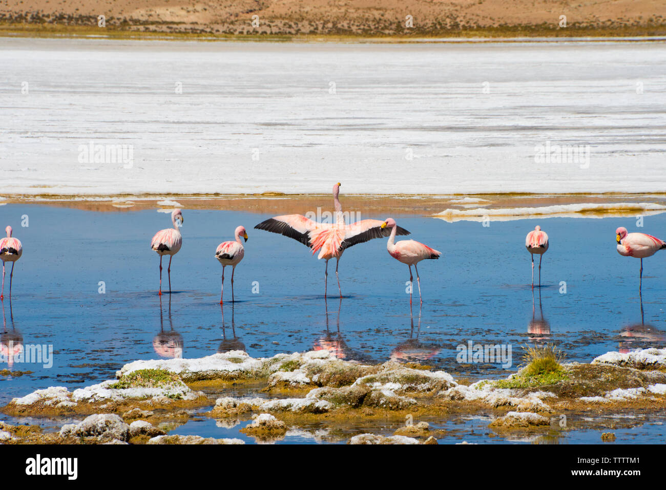 Flamants Roses en Laguna Canapa, Potosi, Bolivie Ministère Banque D'Images