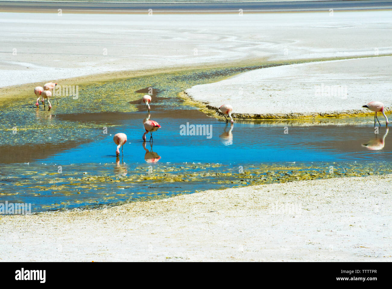 Flamants Roses en Laguna Hedionda, Potosi, Bolivie Ministère Banque D'Images