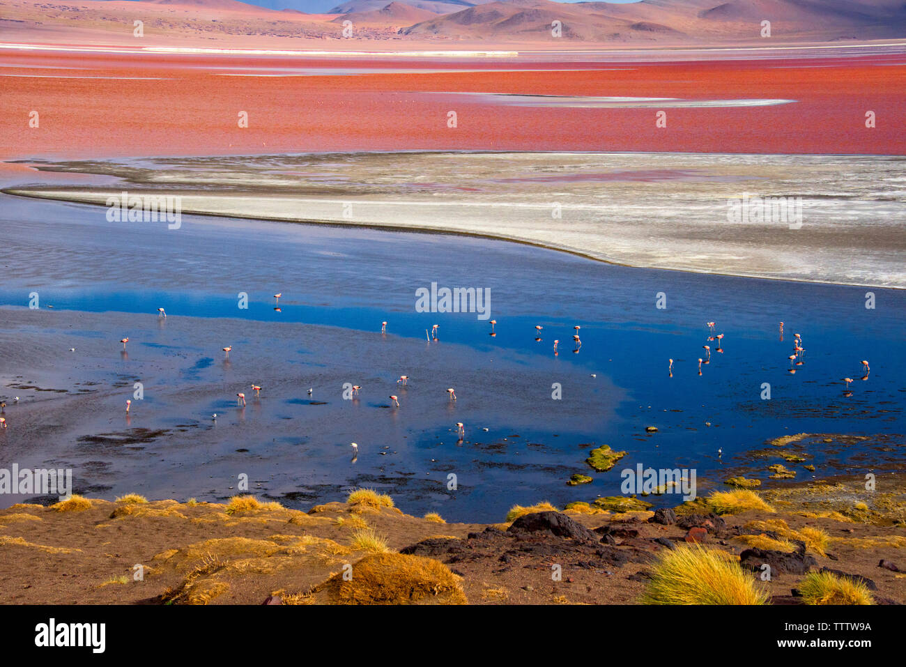 Les flamants roses dans la Laguna Colorada, Eduardo Avaroa, Réserve nationale de faune andine Potosi, Bolivie Ministère Banque D'Images