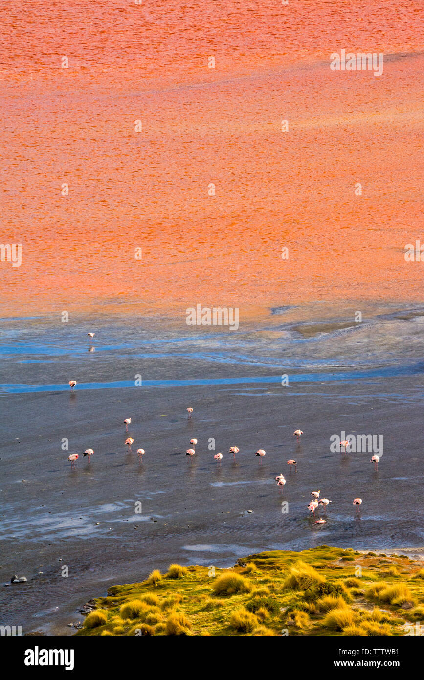 Des flamants roses sur la Laguna Colorada, Eduardo Avaroa, Réserve nationale de faune andine Potosi, Bolivie Ministère Banque D'Images