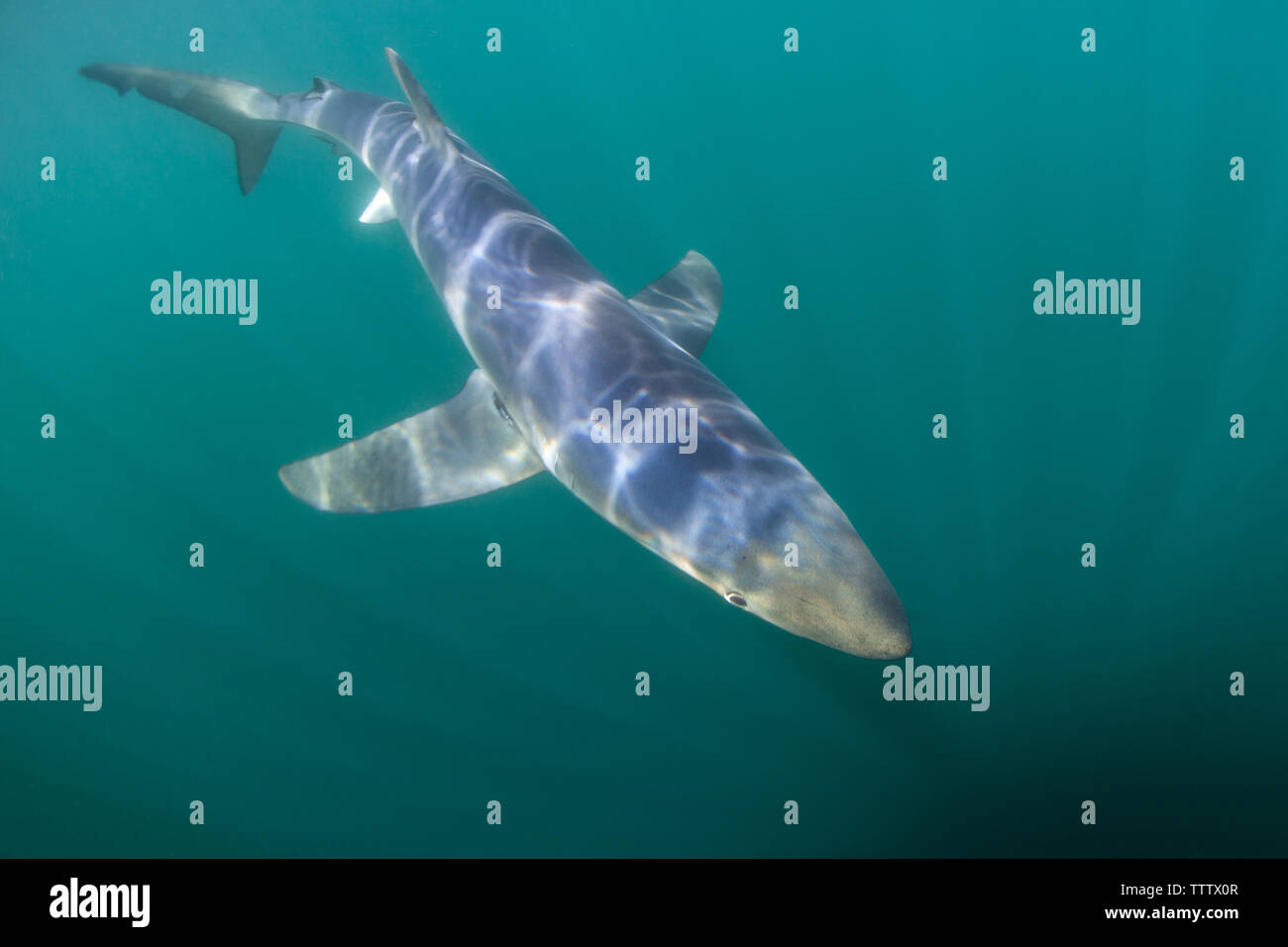 Un design bleu, Prionace glauca, nage dans la lumière du soleil, les eaux tempérées de l'océan Atlantique au large de la côte de la Nouvelle Angleterre. Banque D'Images