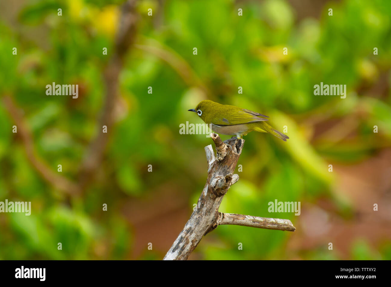 Japanese white-eye, également connu sous le nom de gazouiller, white-eye Zosterops japonicus, perché sur une branche sur l'île hawaïenne de Kauai Banque D'Images
