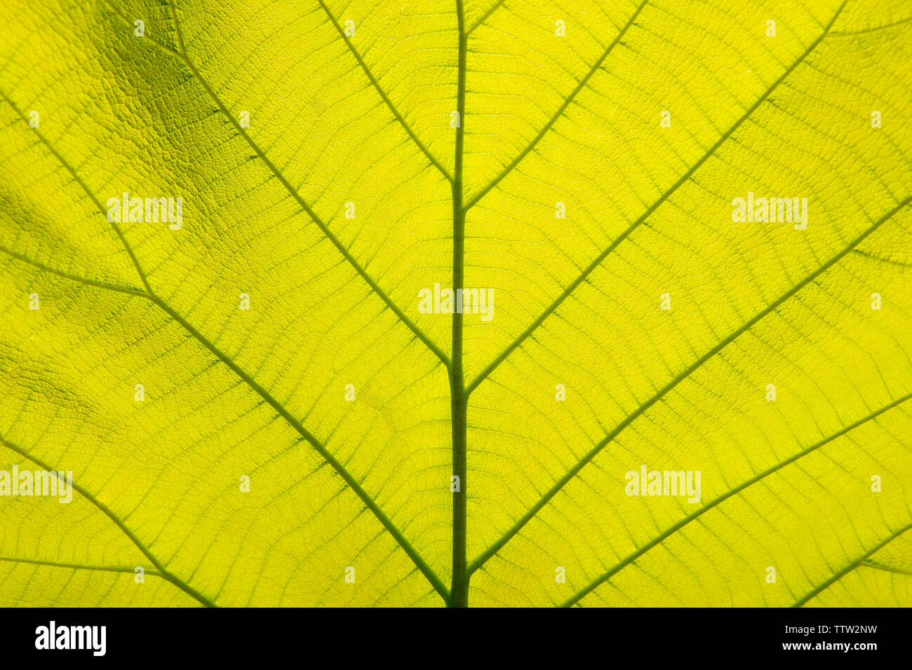 Close-up, feuilles vert clair, feuilles de teck d'or Banque D'Images