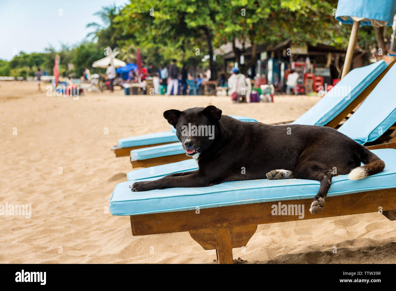 Chien simplement se relaxer sur une chaise longue au soleil sur la plage - journée de farniente à la plage été vacances. Banque D'Images