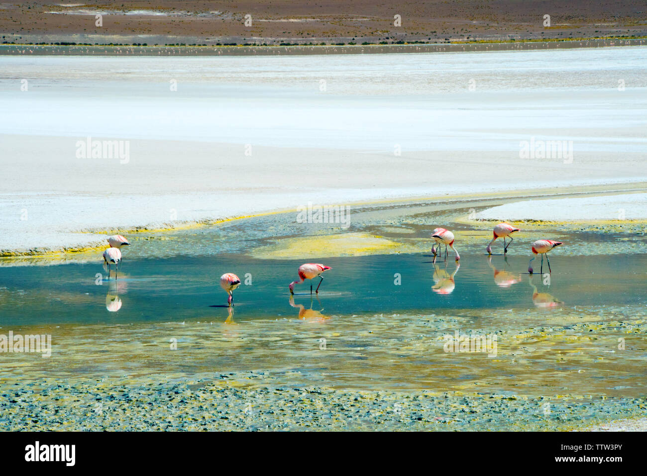 Flamants Roses en Laguna Hedionda, Potosi, Bolivie Ministère Banque D'Images