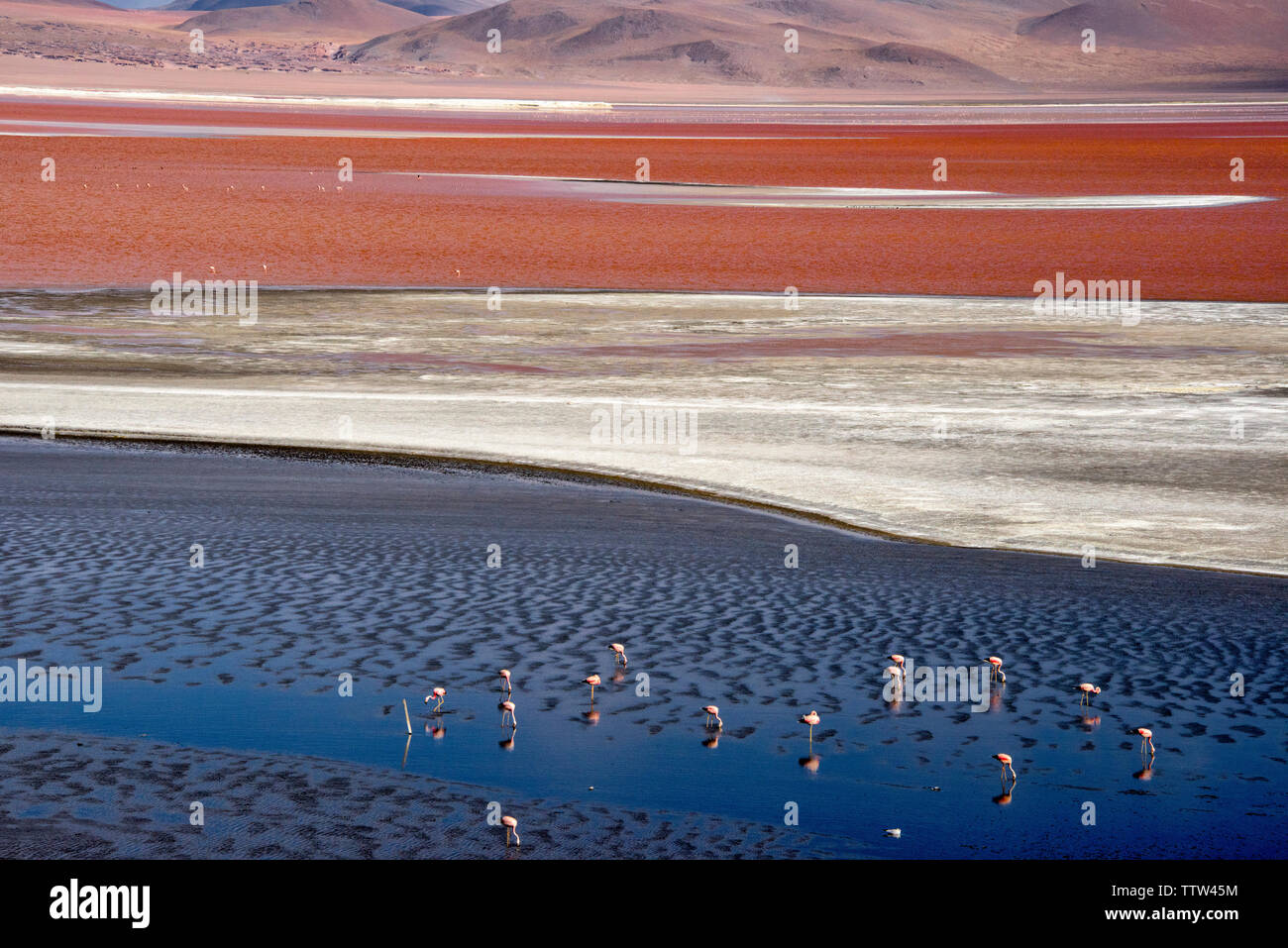 Les flamants roses dans la Laguna Colorada, Eduardo Avaroa, Réserve nationale de faune andine Potosi, Bolivie Ministère Banque D'Images