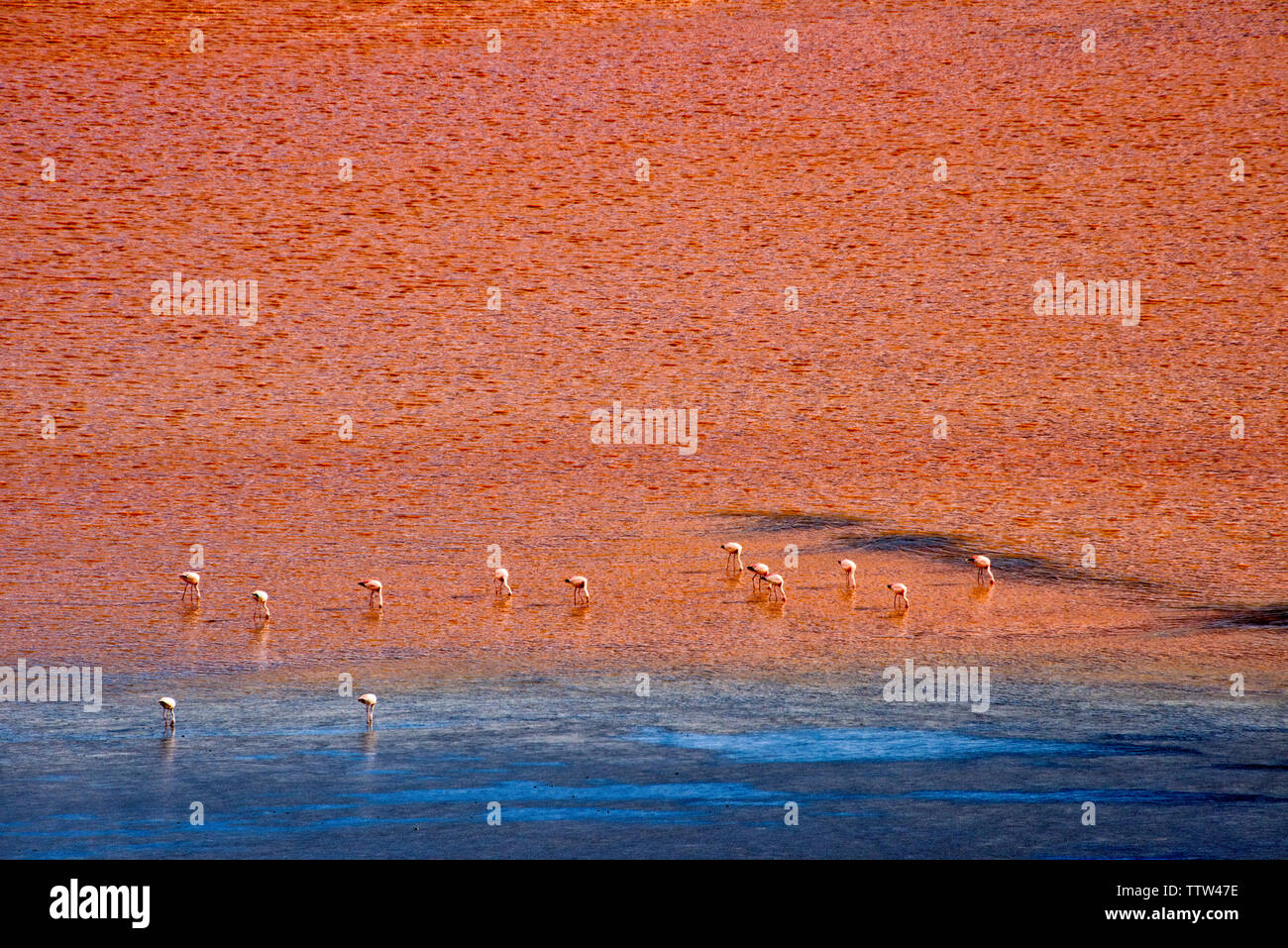 Les flamants roses dans la Laguna Colorada, Eduardo Avaroa, Réserve nationale de faune andine Potosi, Bolivie Ministère Banque D'Images