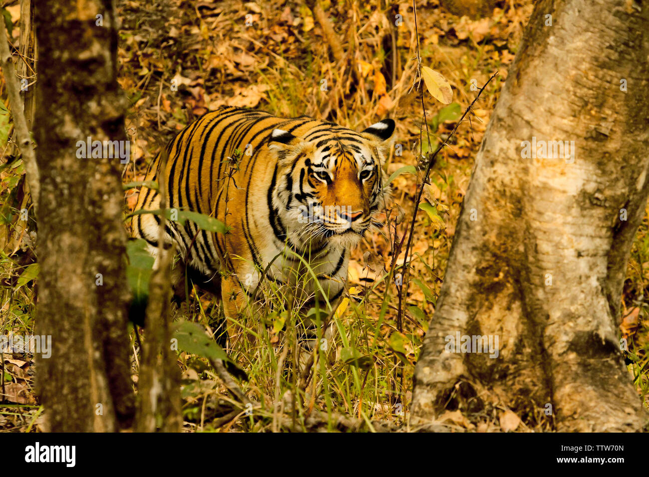 Tigresse, Panthera tigris, Pench National Park, Maharashtra, Inde. Banque D'Images