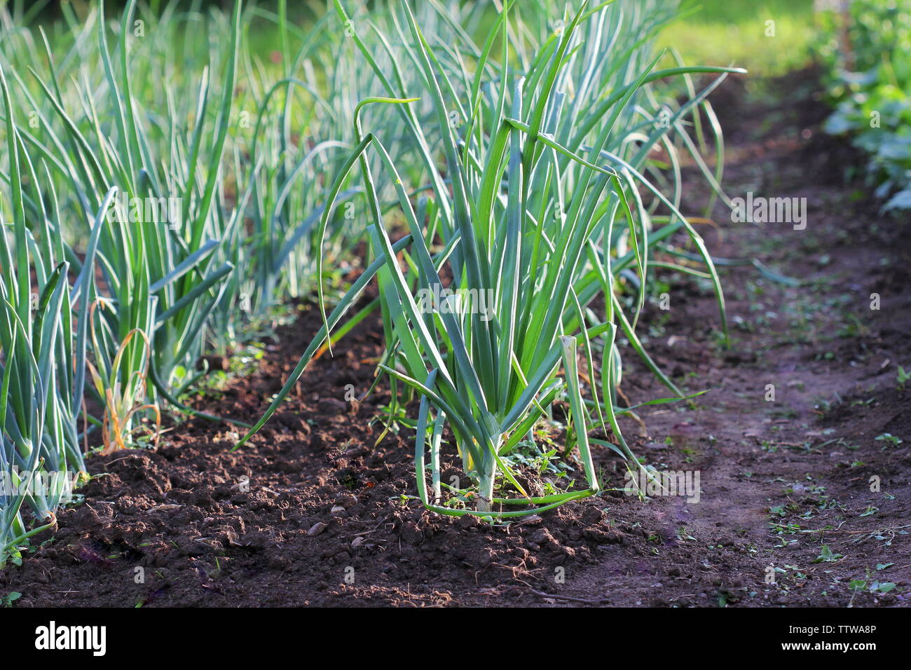 Les jeunes pousses d'oignons de printemps sur le terrain. Oignons biologiques dans le sol. L'agriculture biologique. Banque D'Images