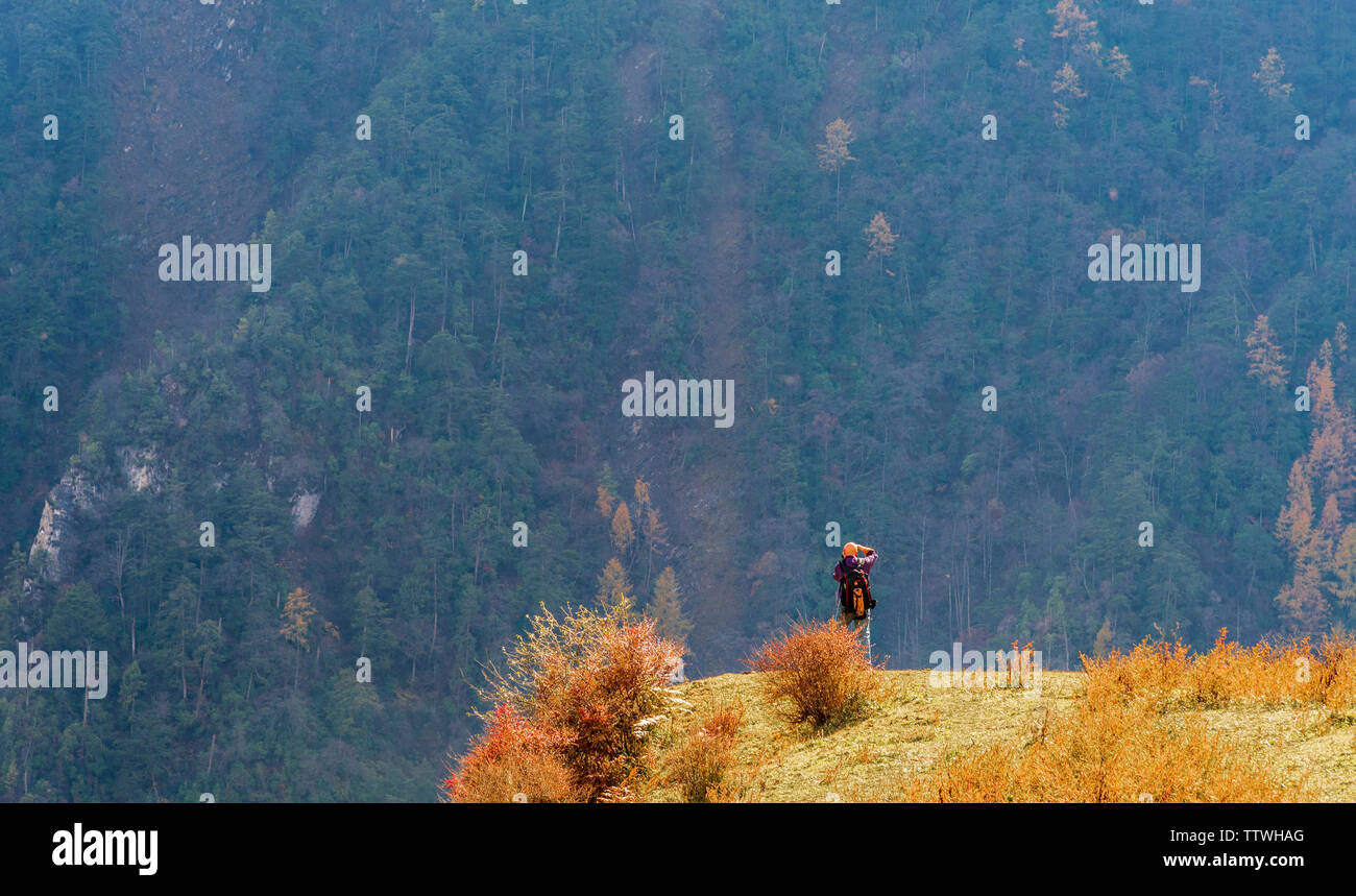 La fin de l'automne paysage forêt couleur de Wolong, Sichuan Banque D'Images