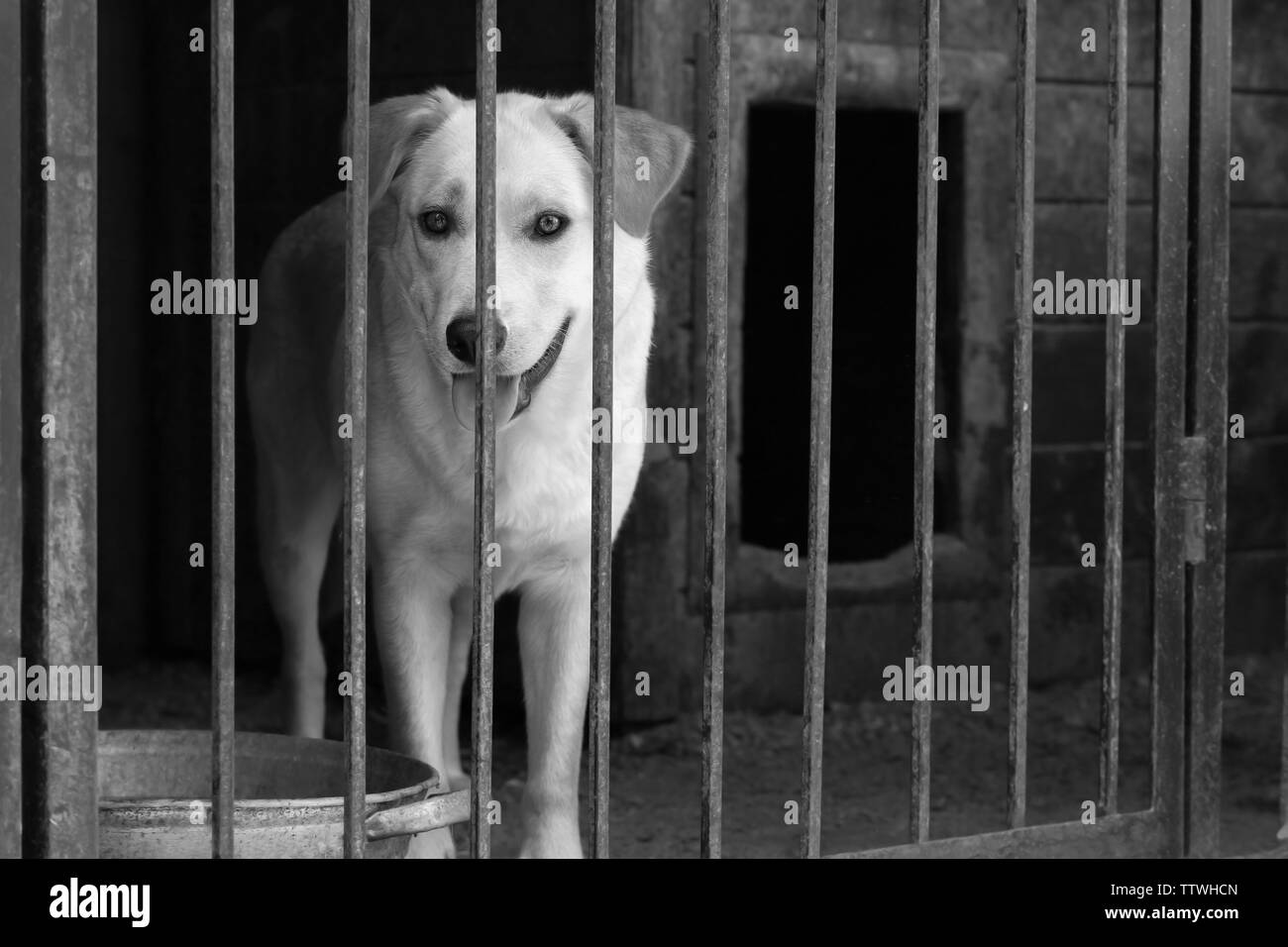Chien sans-abri refuge d'animaux en cage Banque D'Images
