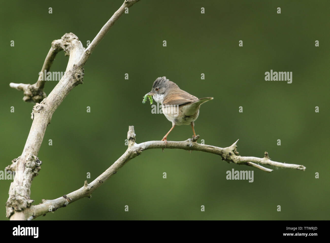 Une belle, fauvette grisette Sylvia communis, perché sur une branche dans un arbre. Il a une chenille dans son bec qu'il va nourrir à ses bébés. Banque D'Images