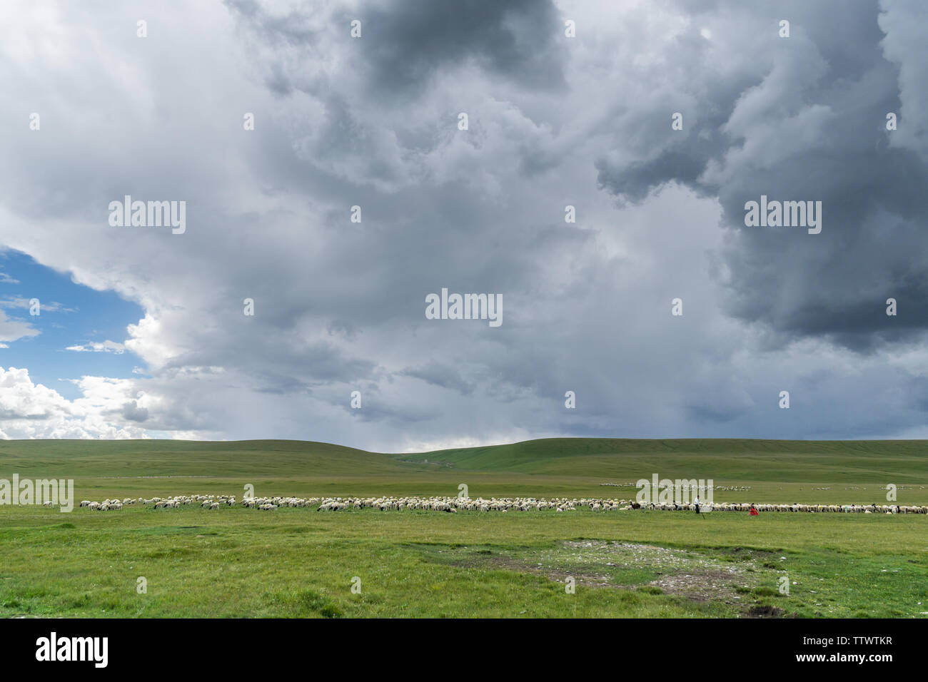 Les prairies alpines le long de la G217 Duku sous l'autoroute l'été, ciel bleu et nuages blancs dans le Xinjiang, Chine Banque D'Images