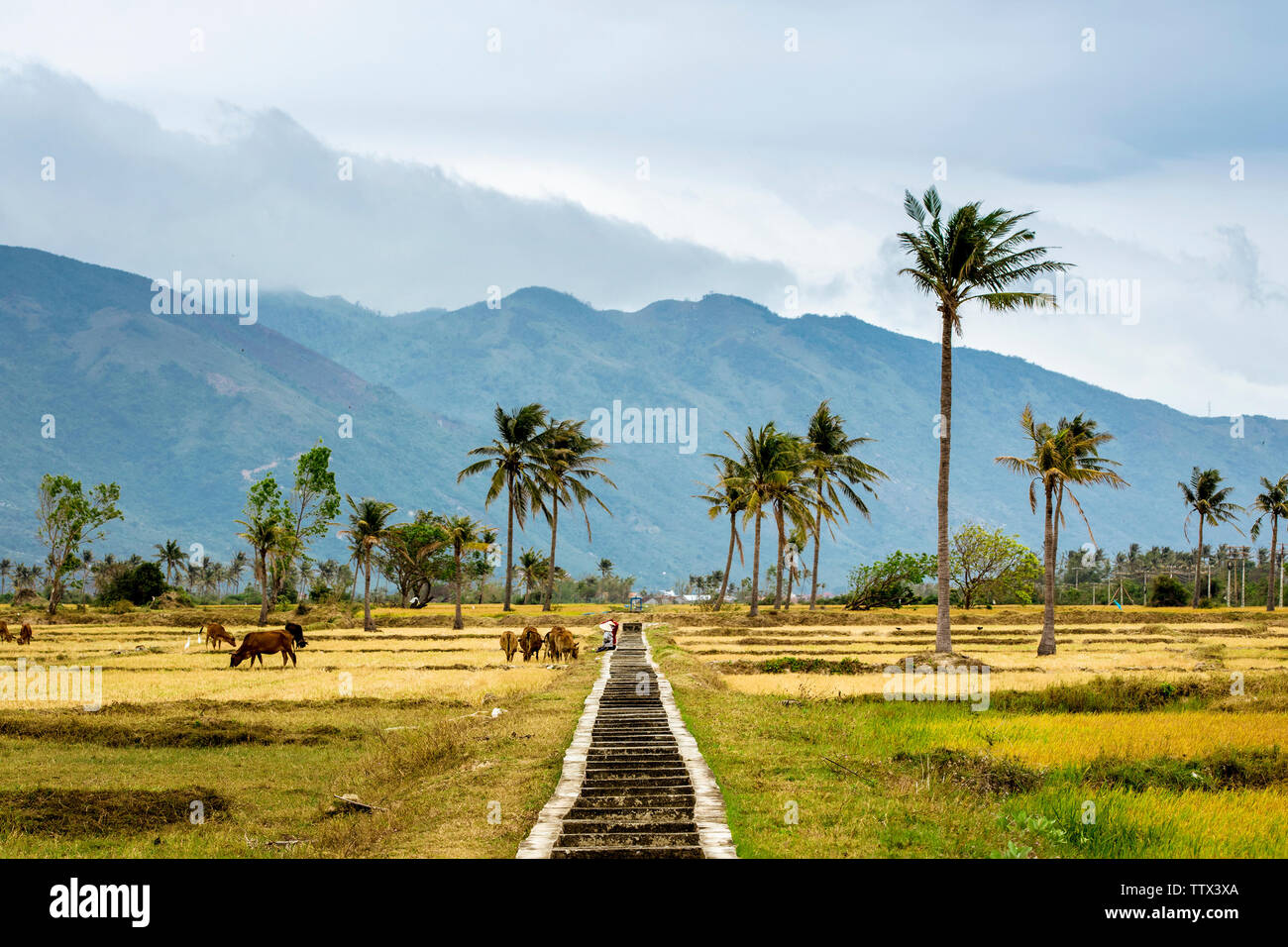 Paysage de prairies pacifique dans la province de Binh Thuan, Vietnam. Banque D'Images