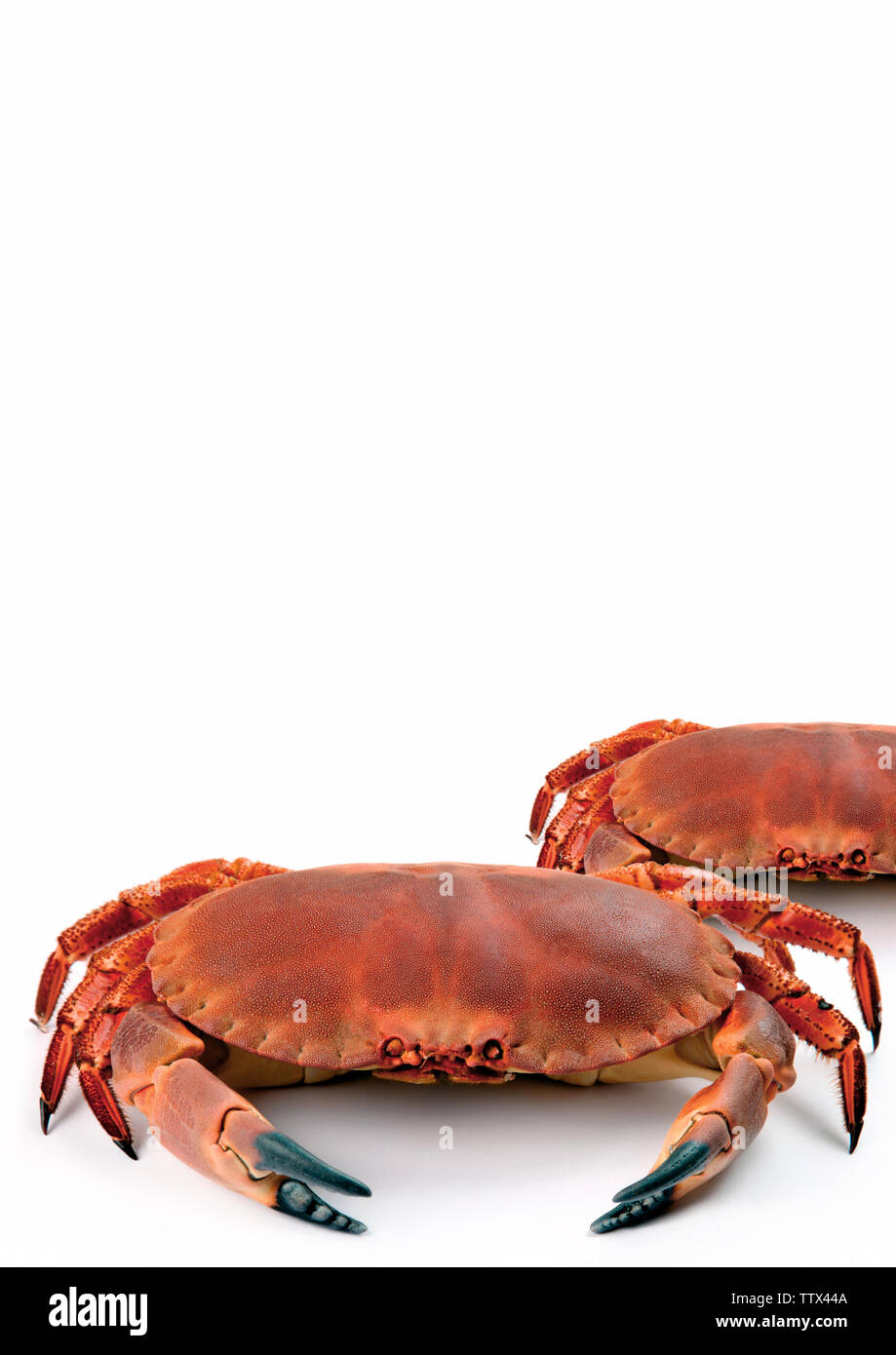 Gros plan de deux crabes Banque D'Images