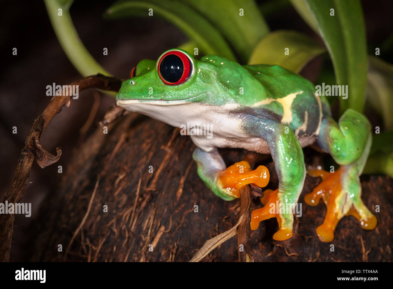 Red eyed tree frog assis sur la noix de coco et prêt à sauter Banque D'Images