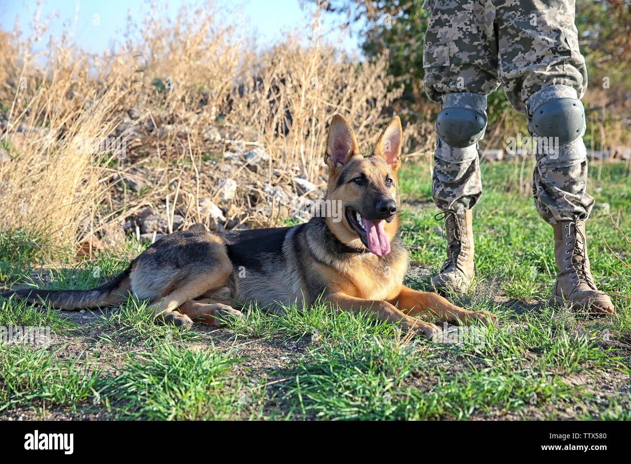 Soldat avec berger allemand au champ de tir militaire Banque D'Images