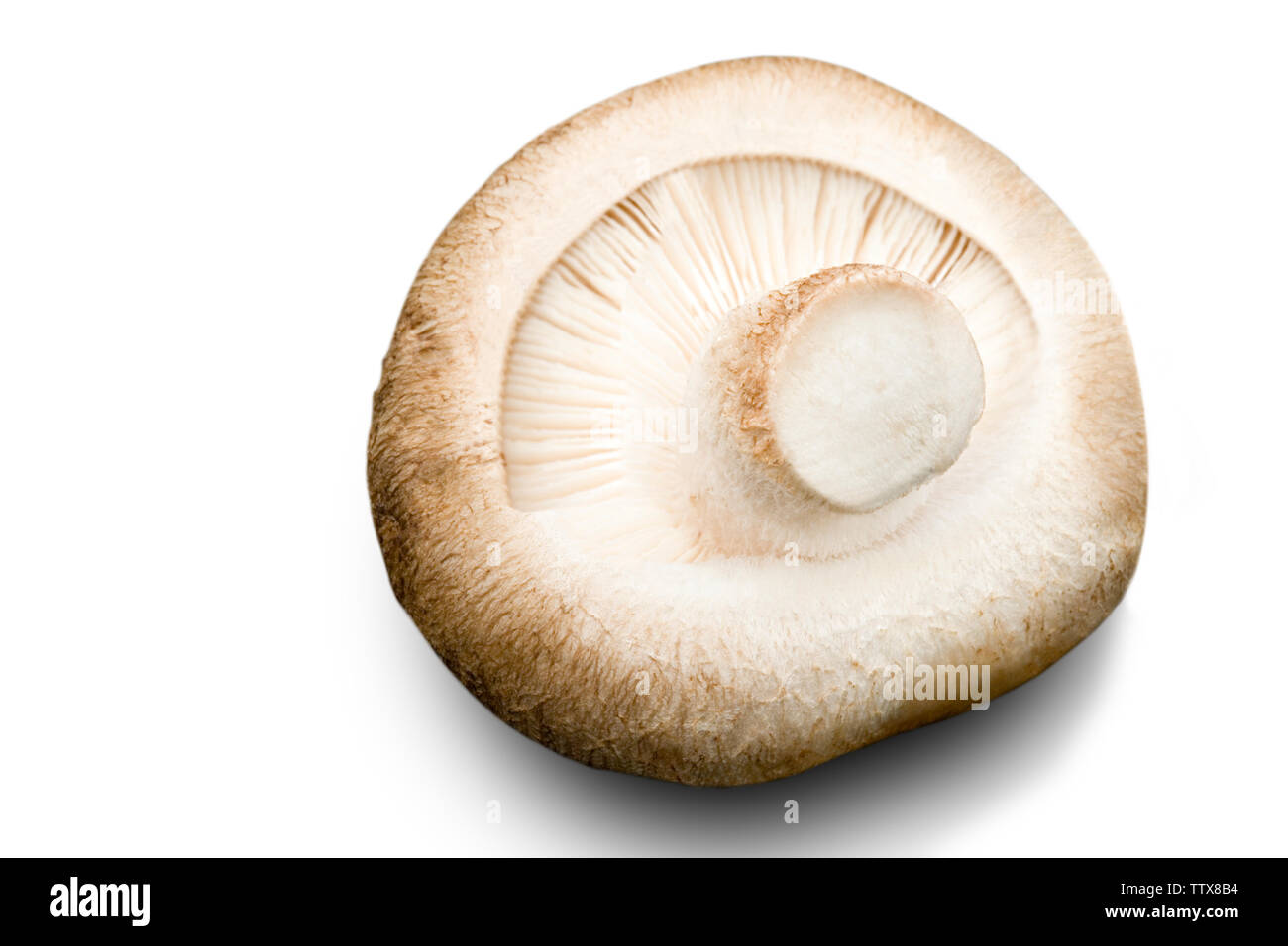 Close up of a white mushroom Banque D'Images