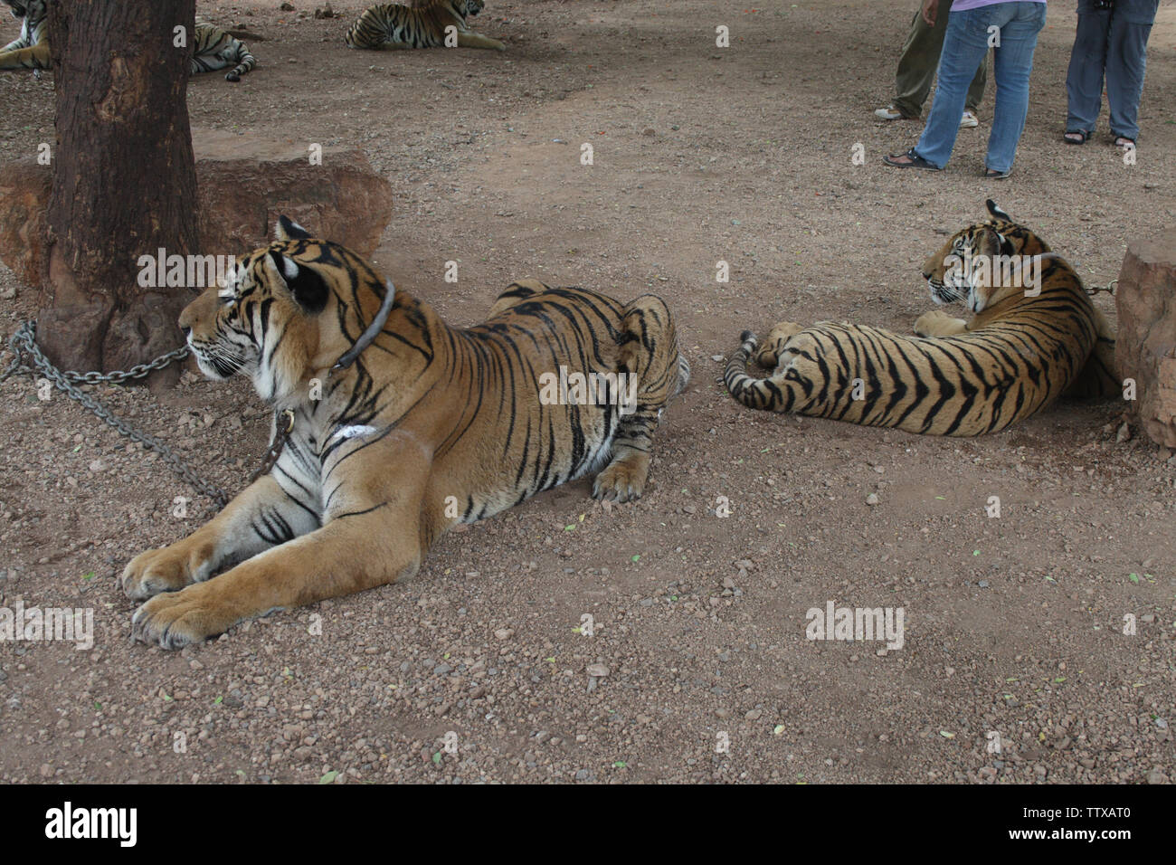 Tigres (Panthera tigris) se reposant dans le champ, Temple du tigre, Sai Yok, Kanchanaburi, Thaïlande Banque D'Images