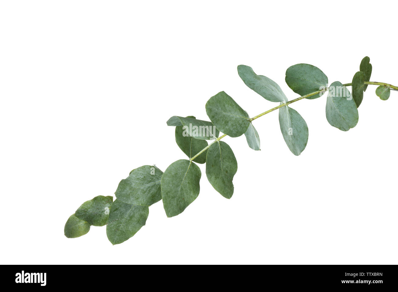 Branche d'eucalyptus vert sur fond blanc Banque D'Images