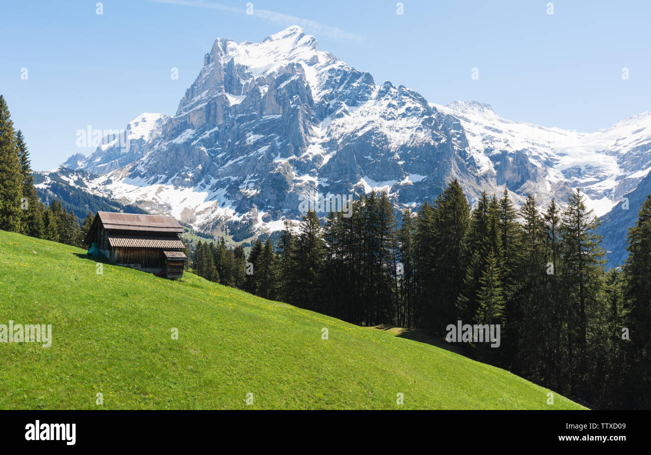 Campagne, prairie verte, forêt de pins, une maison et de montagnes des Alpes en été à la Suisse Banque D'Images