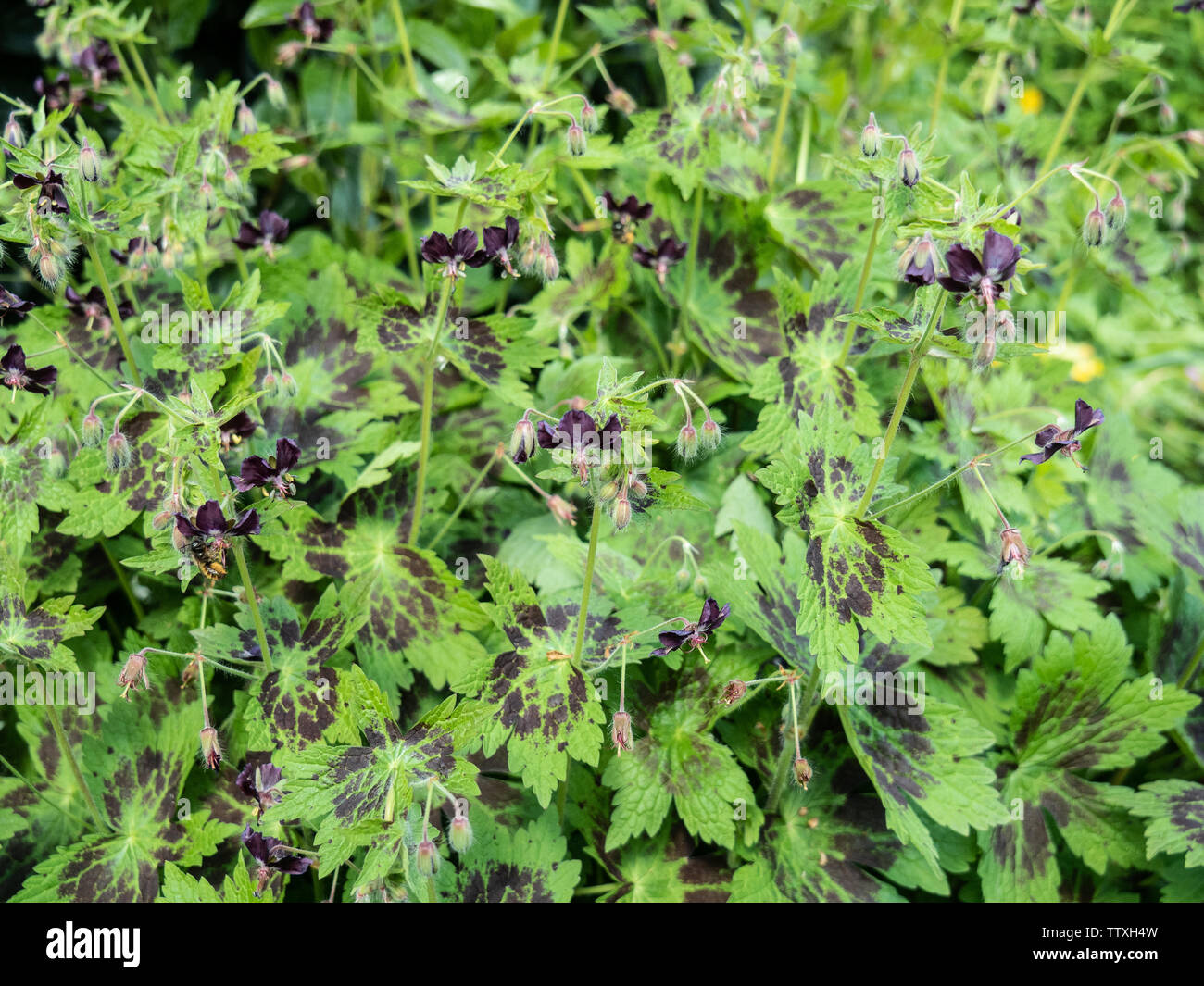 Un bouquet de géranium phaeum Samobor montrant les fleurs de couleur chocolat et le lettrage sur les feuilles de baguage Banque D'Images