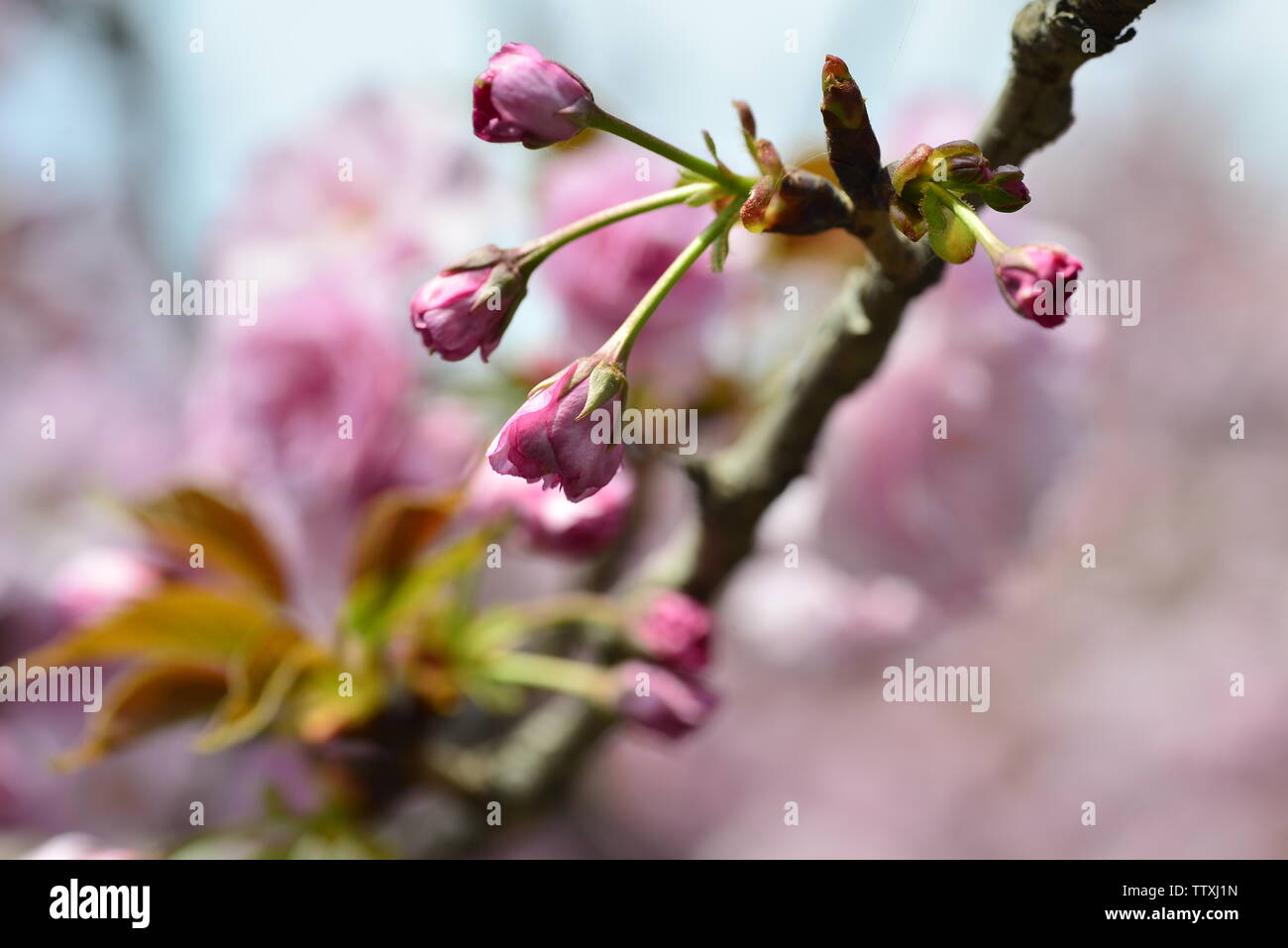 Mille fleurs de cerisier Banque de photographies et d’images à haute