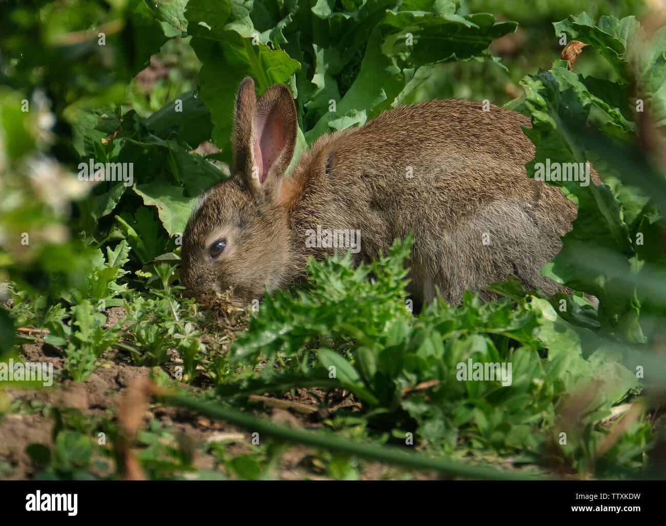 Les lapins sauvages sur les pelouses d'herbe coupée en alimentation caravan park. Banque D'Images